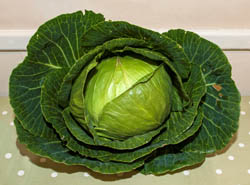 horticultural-show-cabbage
