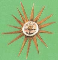 Painting of a rose en soleil Painting of a rose en soleil โ a gold sunburst or star with a rose decoration in the centre.