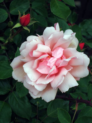 Image of old fashioned pink rose against glossy green foliage