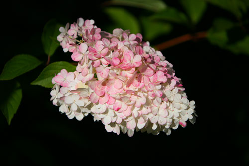 photograph of white flower head, flushed pink, of Hydrangea paniculata 'vanille fraise'