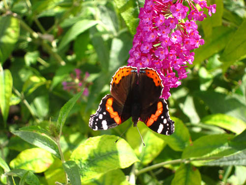 buddleia-buzz-and-red-admiral