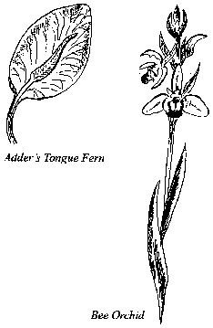 A line drawing of Adder’s Tongue Fern – a single pointed oval leaf shape – and of a Bee Orchid plant – a tall think looking plant with flowers.