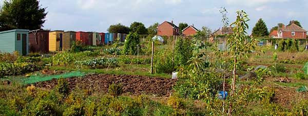 A line of wooden sheds painted yellow, orange, not painted so natural wood colour, sky blue etc. – an agricultural version of Southwold’s beach huts. Many various plants and vegetables growing in front of all the sheds.