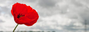 photograph of a stunning red poppy against a bright but grey cloudy sky