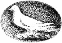 Oval shaped drawing with the narrowest part upright and within this shape is drawn a sitting dove facing left. This drawing is textured in the background leaving the dove mostly undrawn so is silhouetted by the texture.