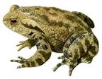 image of a toad