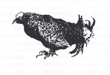 Black pen drawing of a bird, standing, facing left.