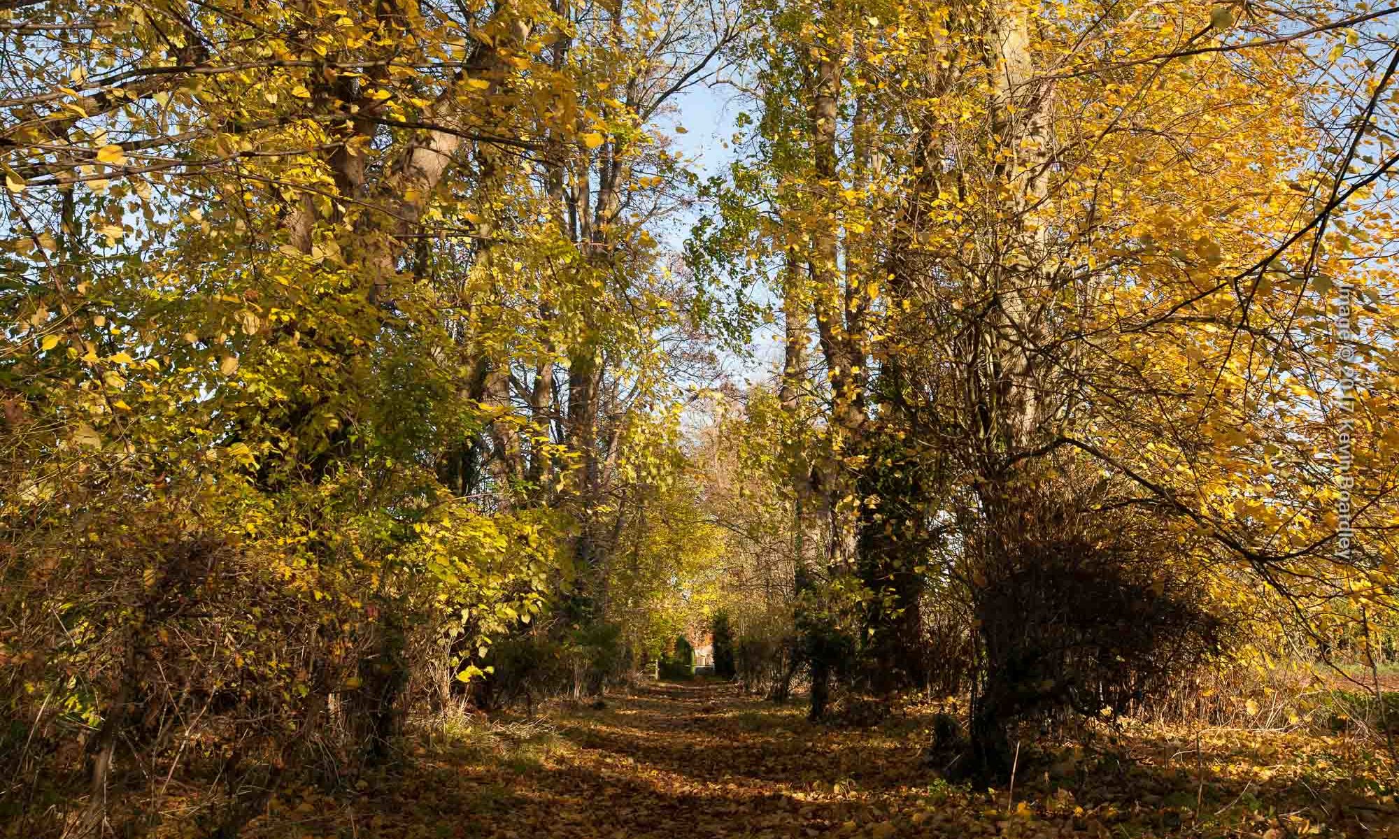 Leafy Autumnal Lane The Avenue, Walsham le Willows, leafy walk