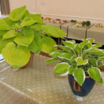 horticultural-show-hostas