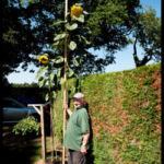 horticultural-show-tallest-sunflower