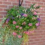 Horticultural Show 2017