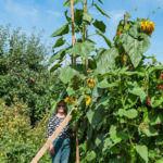 Horticultural Show 2017