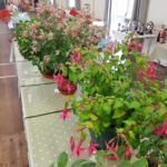 Horticultural Show 2017