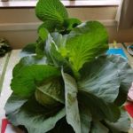 Horticultural Show 2017