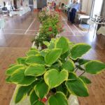 Horticultural Show 2017