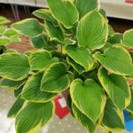 Horticultural Show 2017