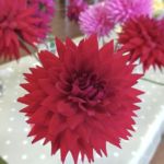 Horticultural Show 2017
